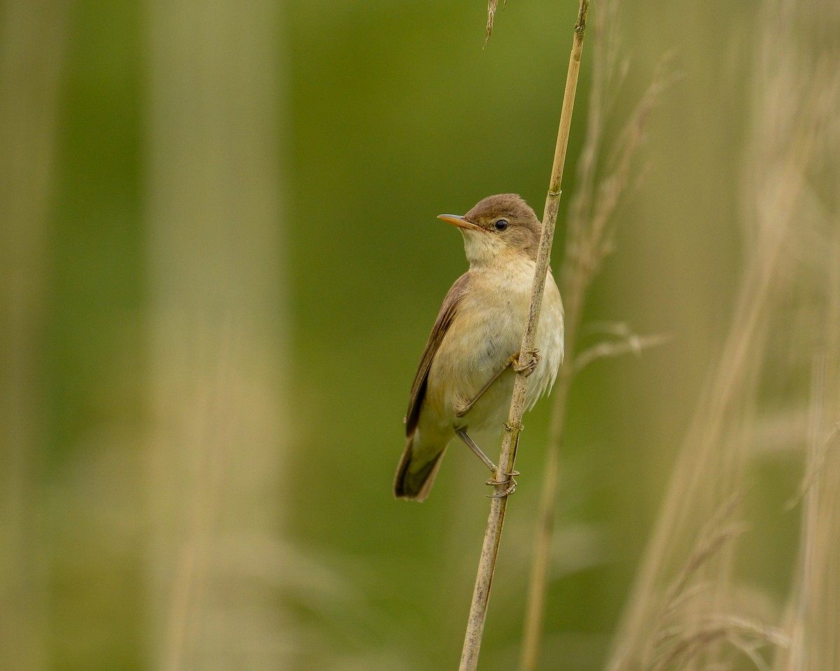 Common Reed Warbler - ML619452663