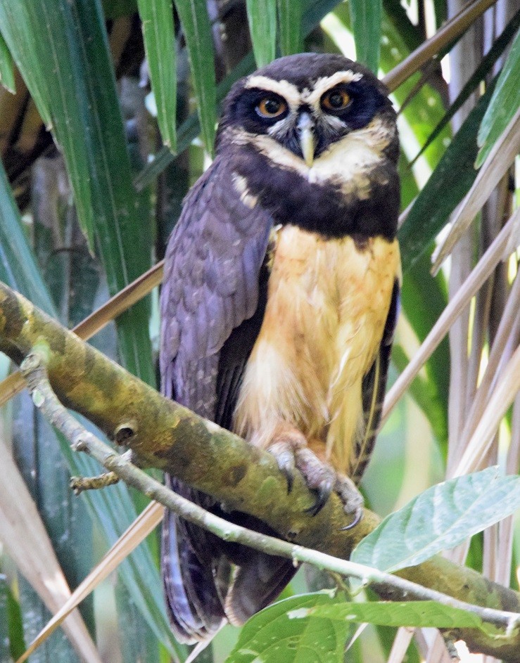 Spectacled Owl - ML619452664