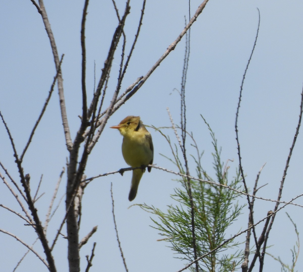 Melodious Warbler - ML619452668