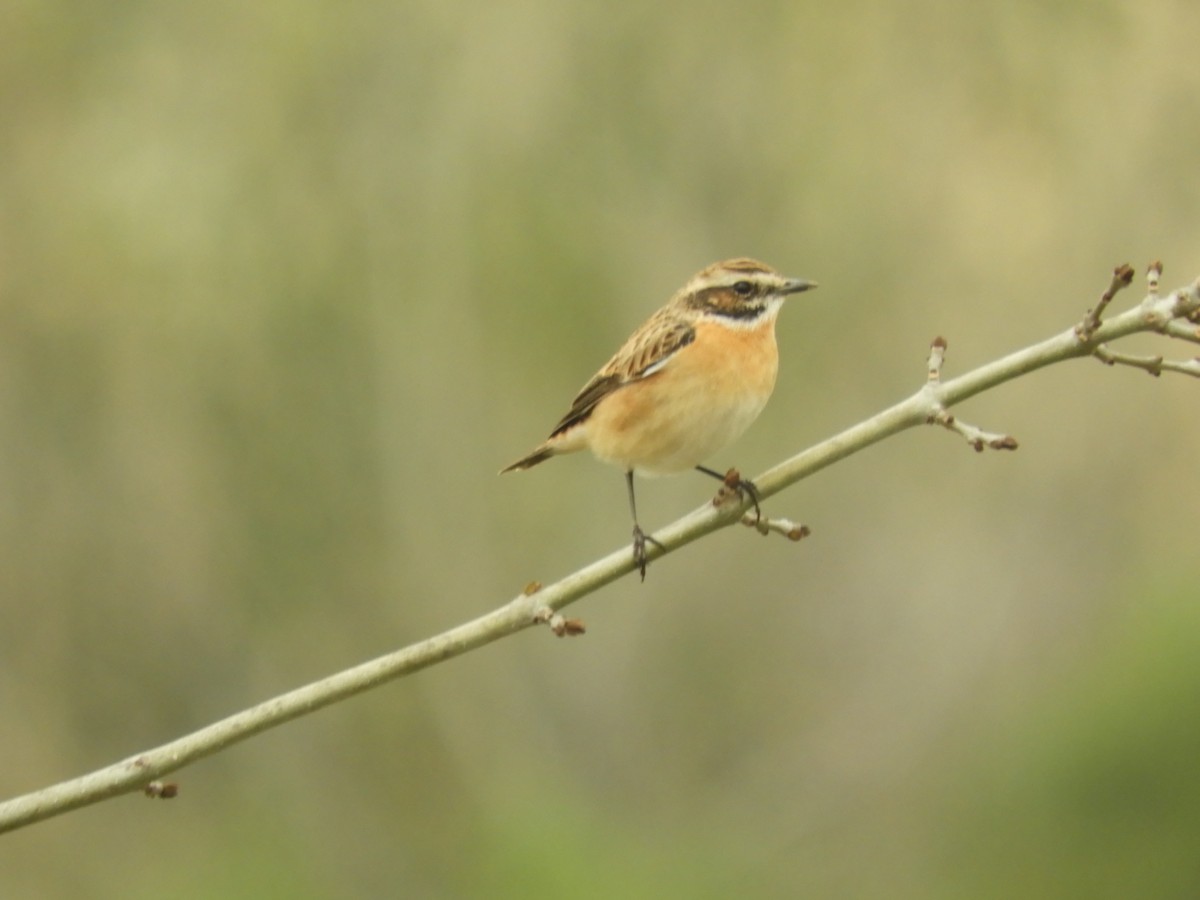 Whinchat - ML619452697