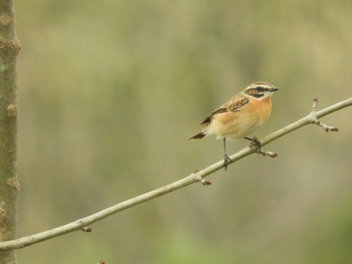 Whinchat - ML619452698
