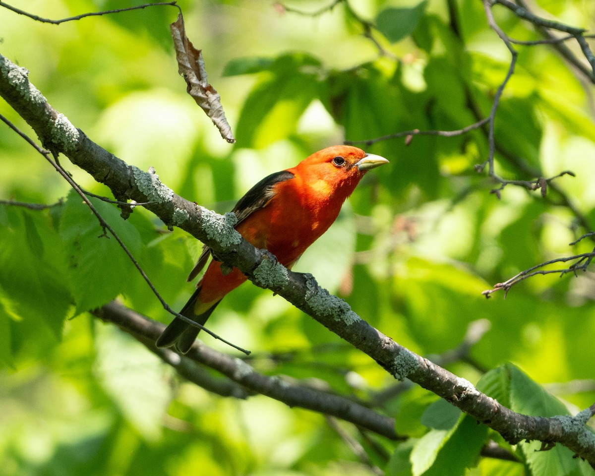 Scarlet Tanager - ML619452707
