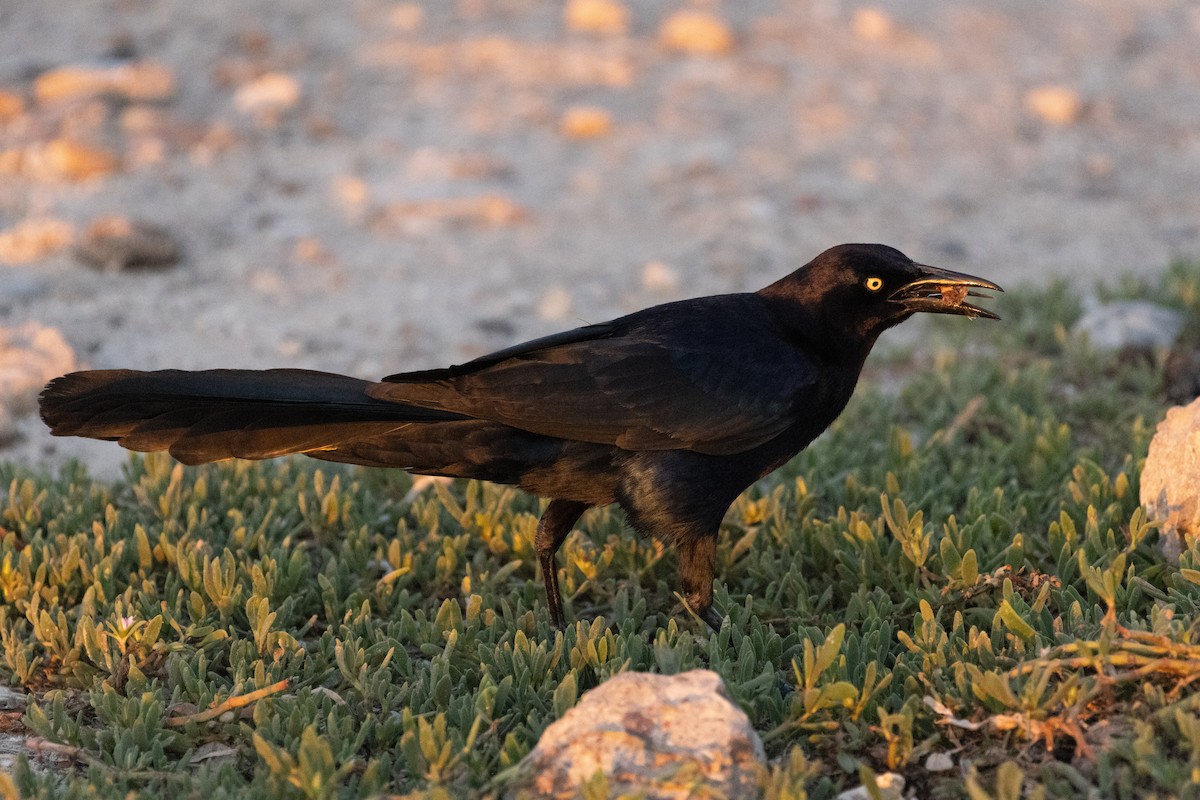 Great-tailed Grackle - ML619452709