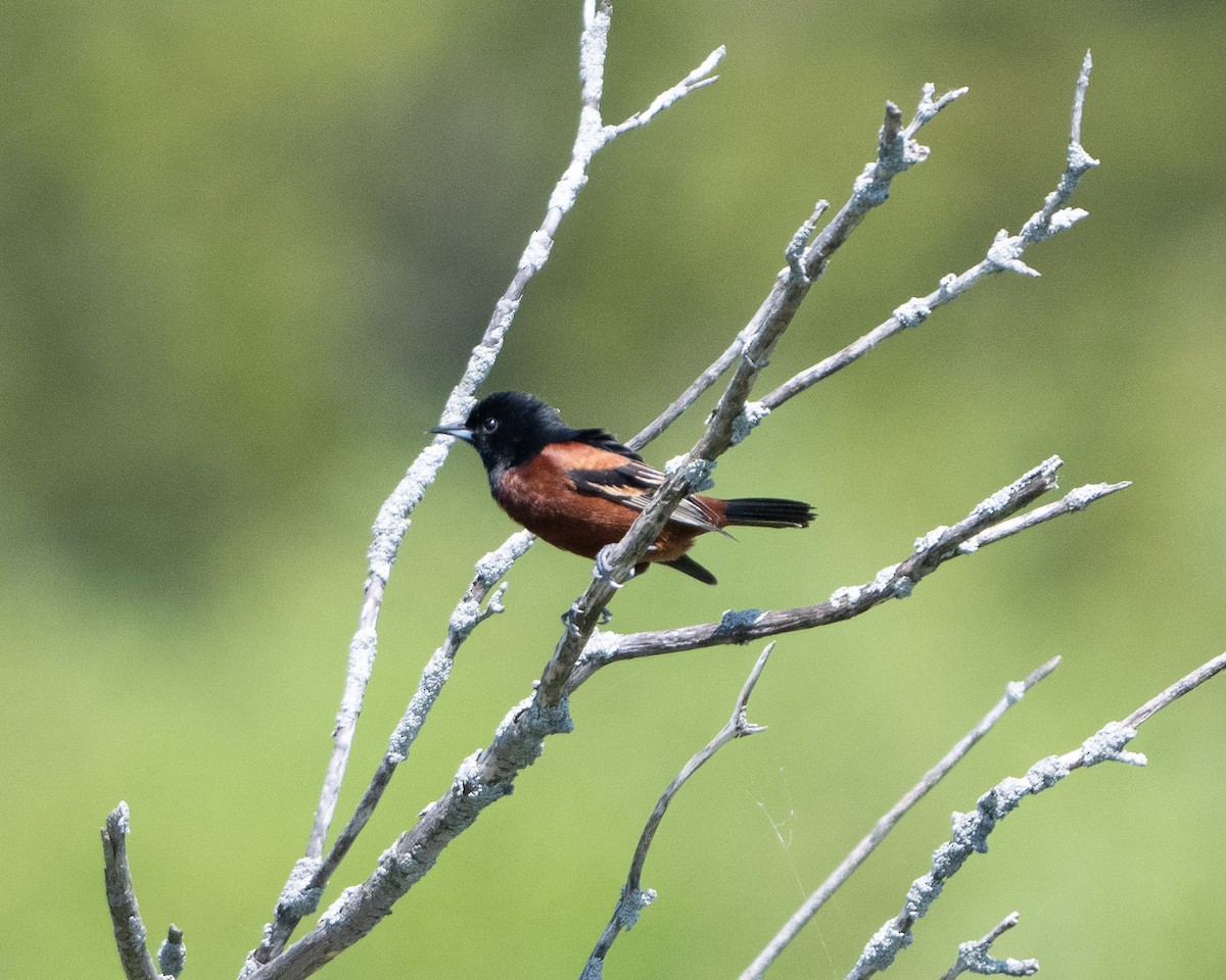 Orchard Oriole - ML619452793