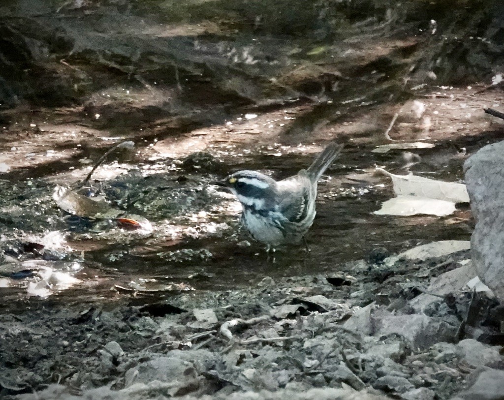 Black-throated Gray Warbler - ML619452860