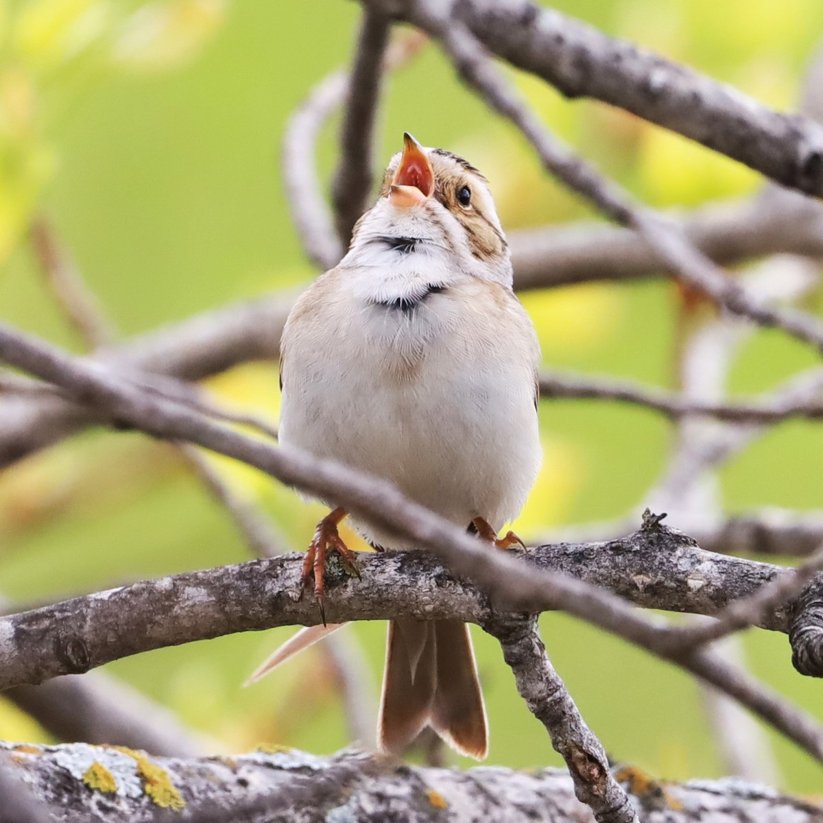 Clay-colored Sparrow - ML619452906