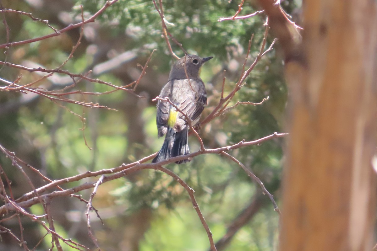 Yellow-rumped Warbler (Audubon's) - ML619452913