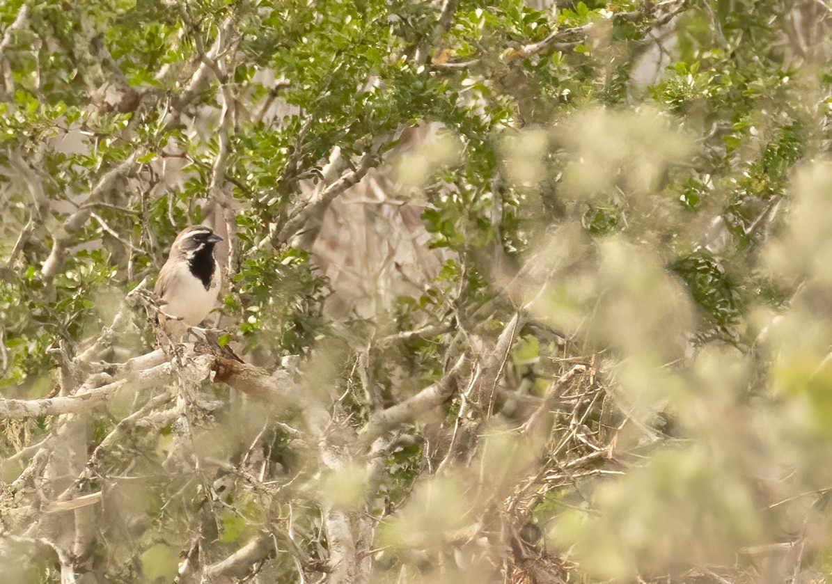 Black-throated Sparrow - ML619452914