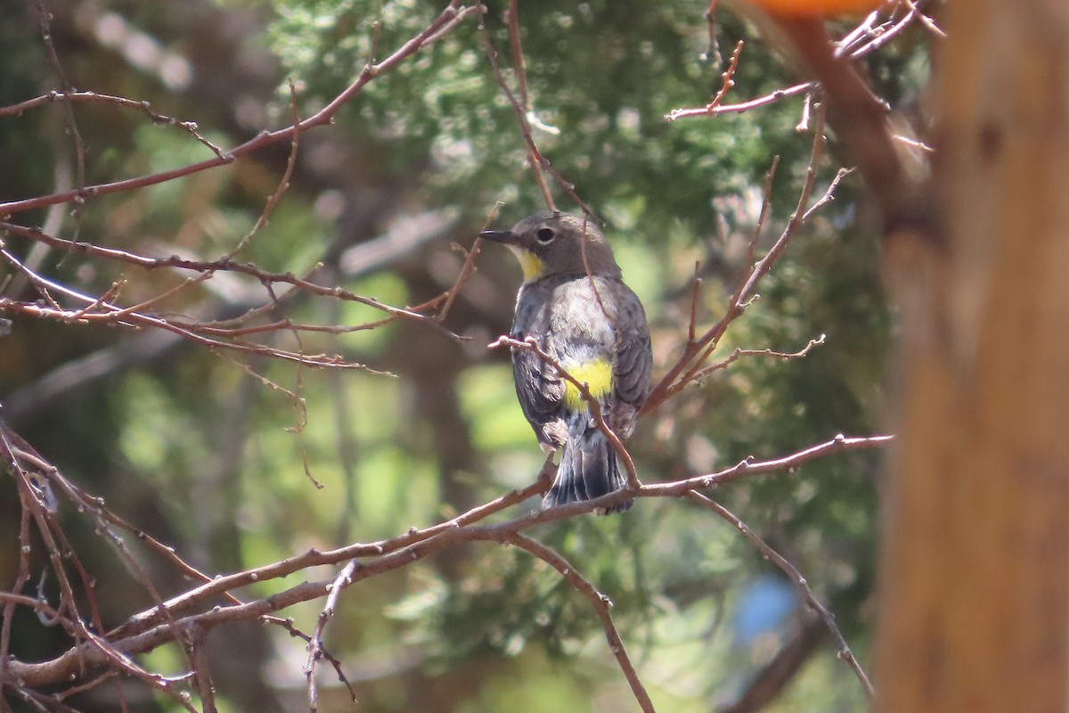 Yellow-rumped Warbler (Audubon's) - ML619452923