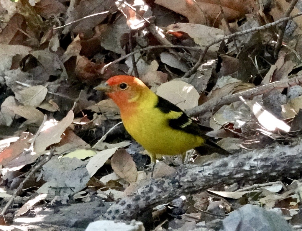 Western Tanager - ML619452945