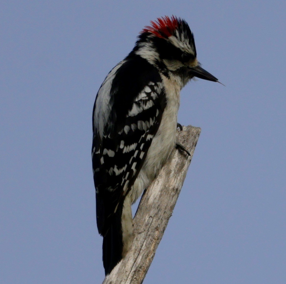Downy Woodpecker - ML619452946
