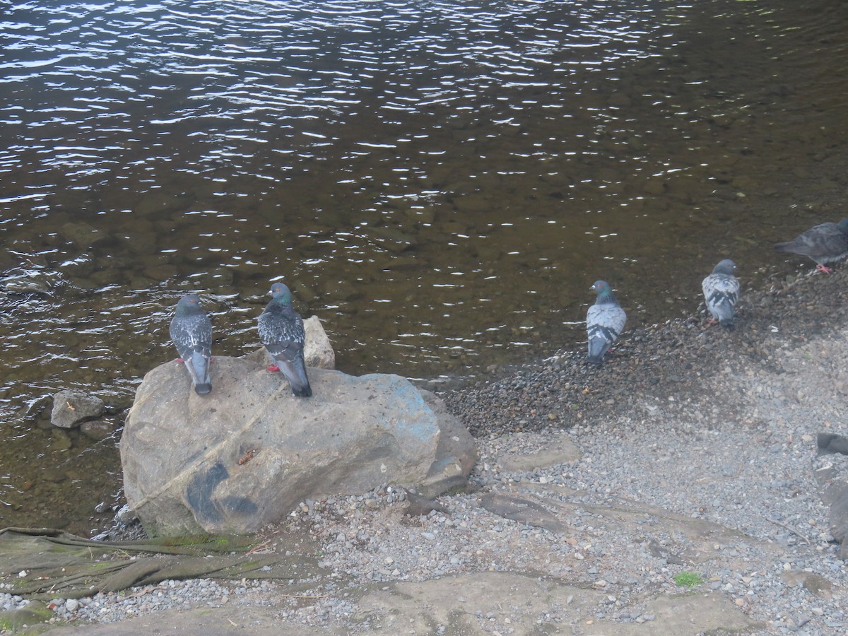 Rock Pigeon (Feral Pigeon) - ML619452948