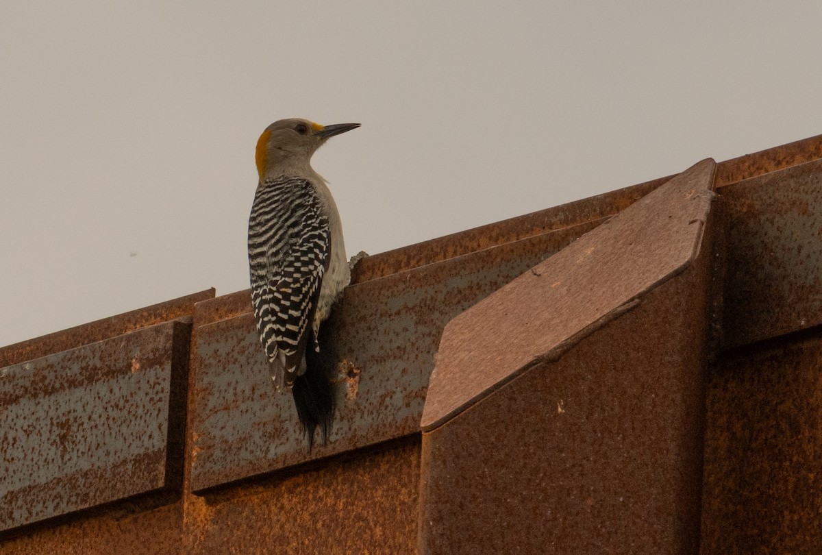 Golden-fronted Woodpecker - ML619452969