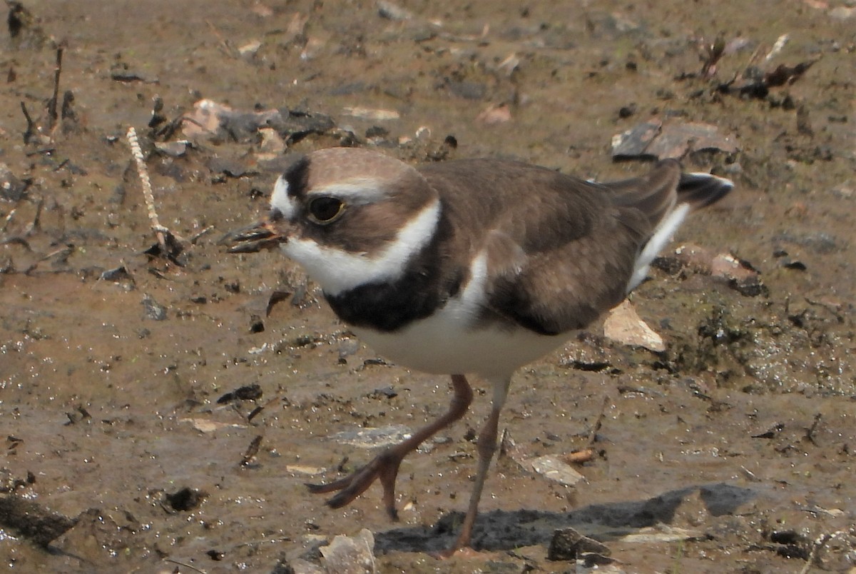 Semipalmated Plover - ML619453040