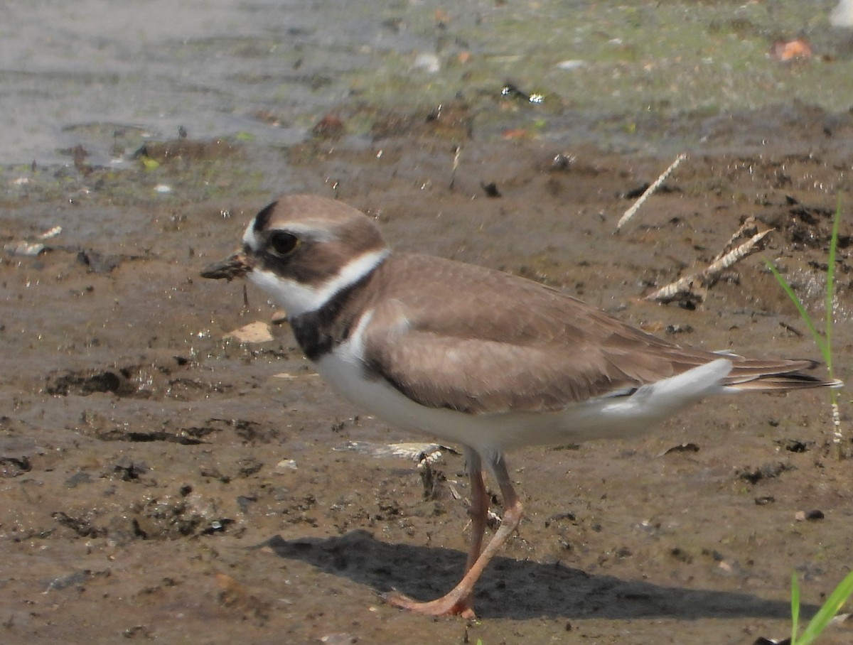 Semipalmated Plover - ML619453041