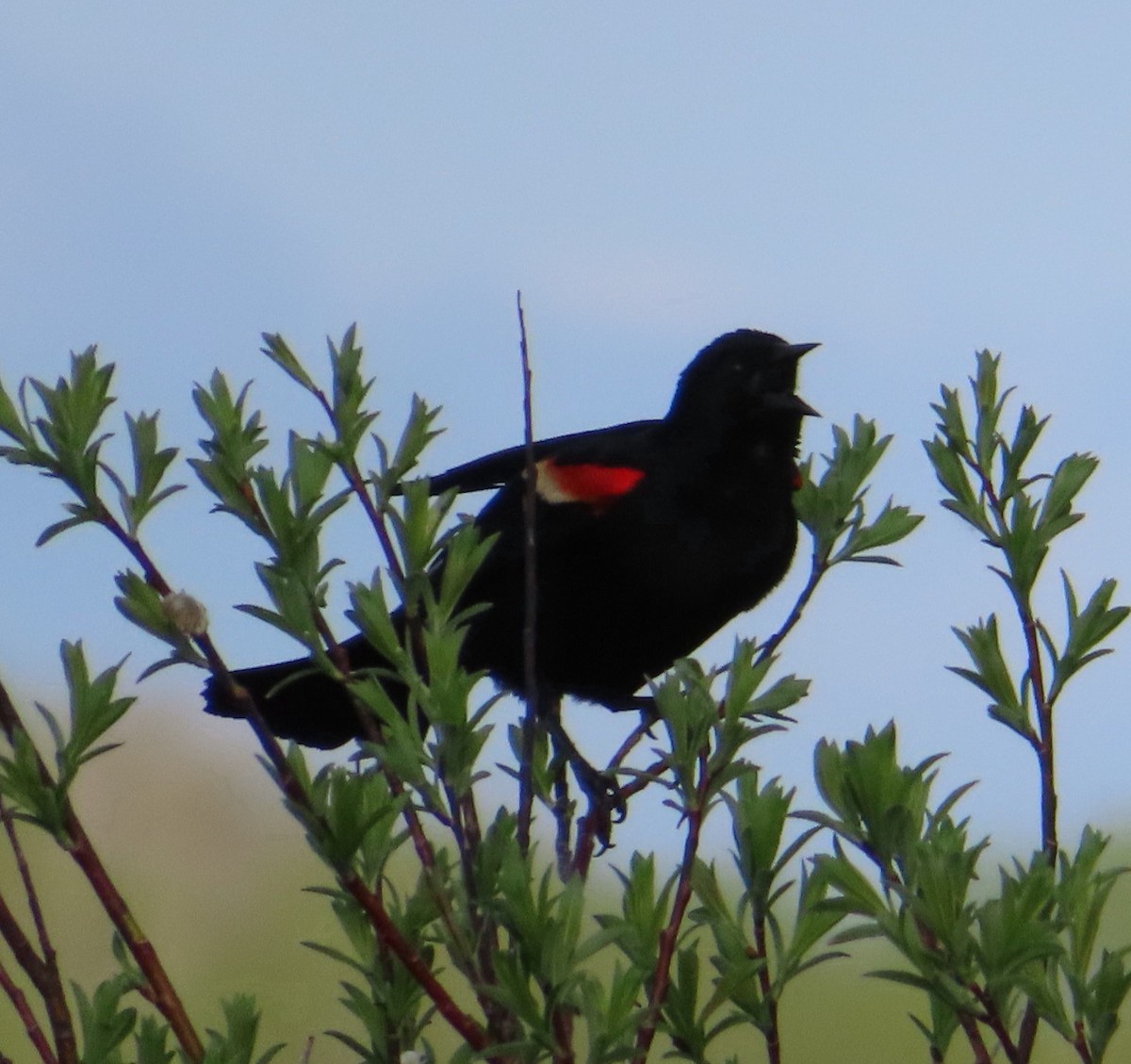 Red-winged Blackbird - ML619453081