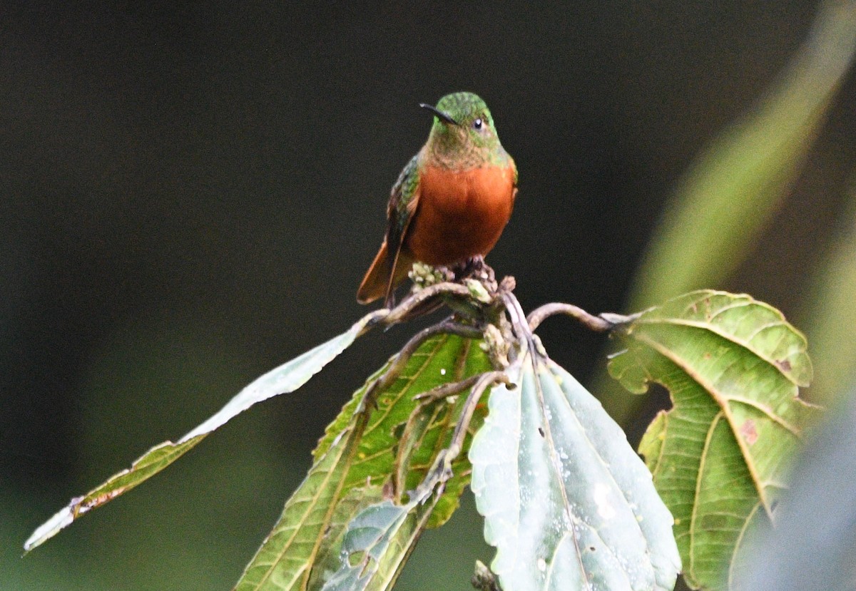 kolibřík peruánský - ML619453109