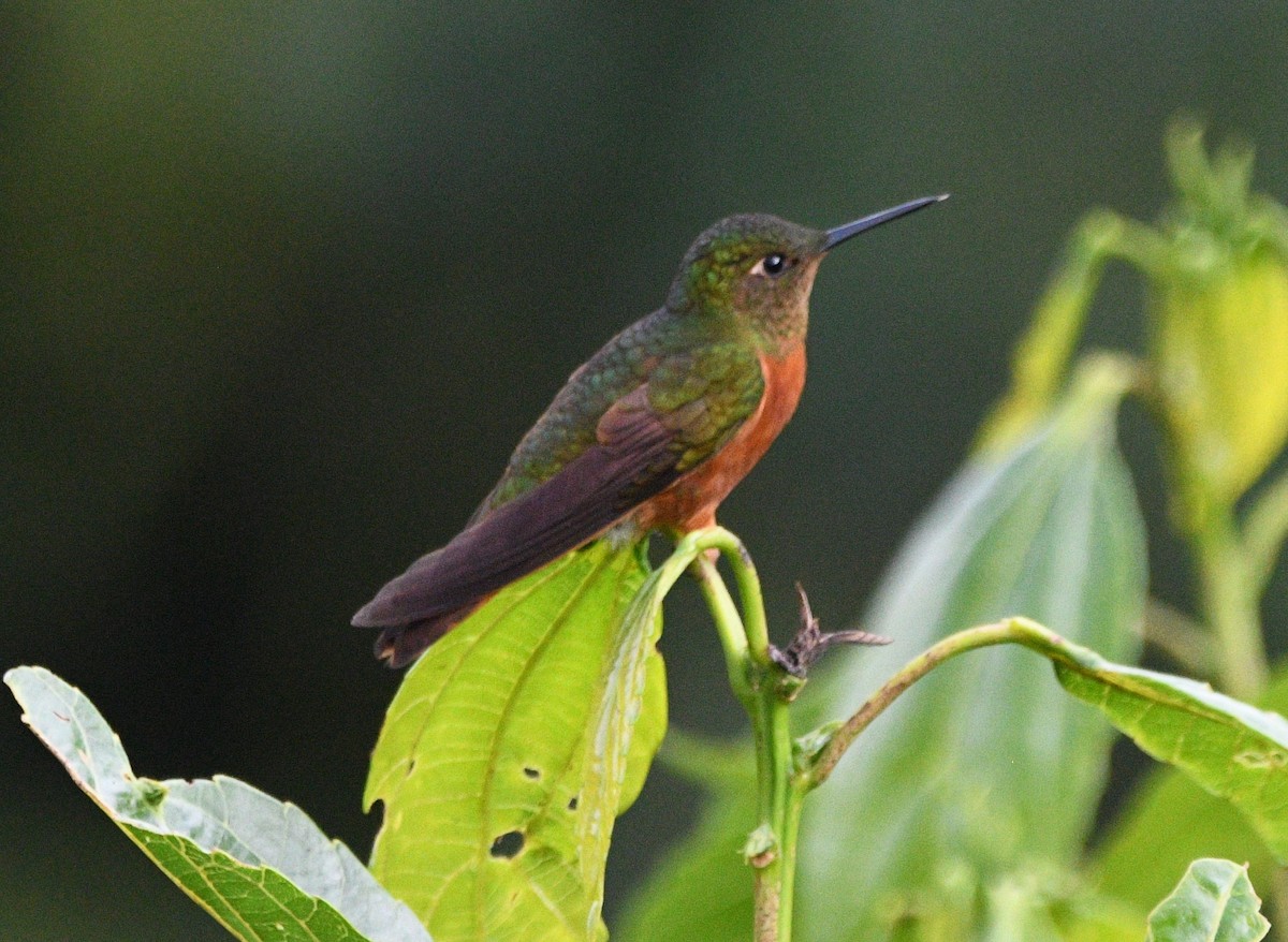 kolibřík peruánský - ML619453110