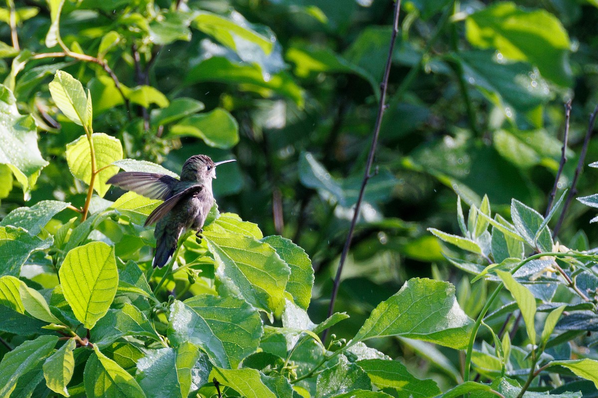 Ruby-throated Hummingbird - ML619453115