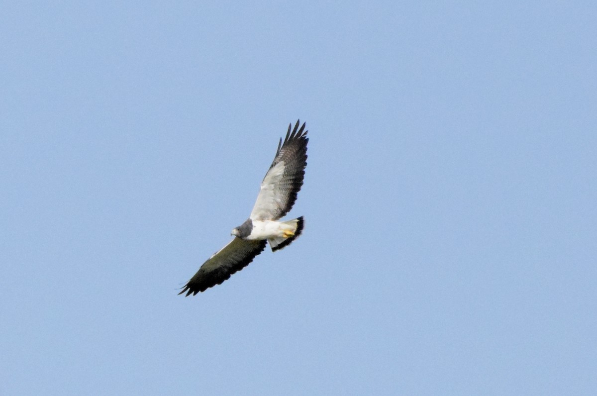White-tailed Hawk - ML619453175