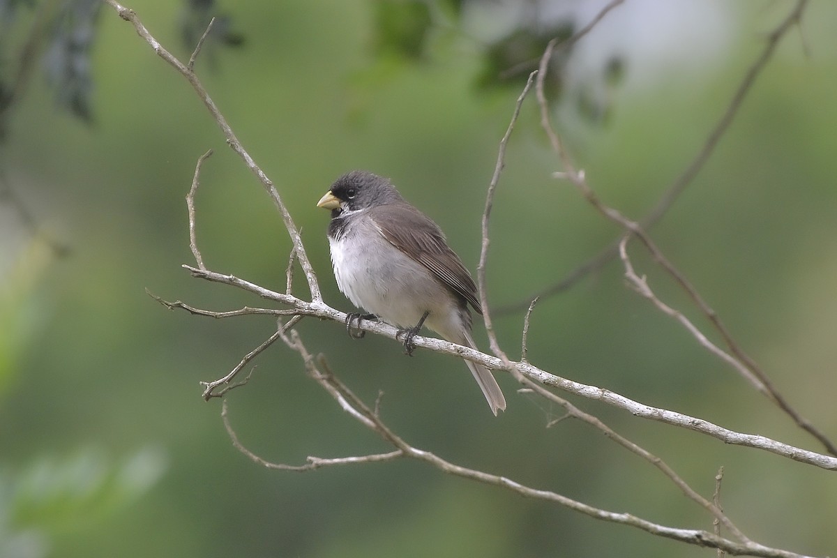 Double-collared Seedeater - ML619453199