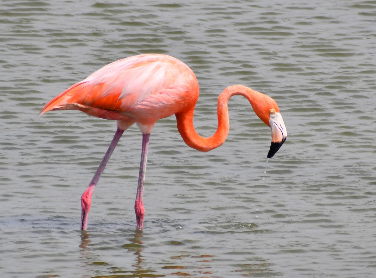 American Flamingo - ML619453213