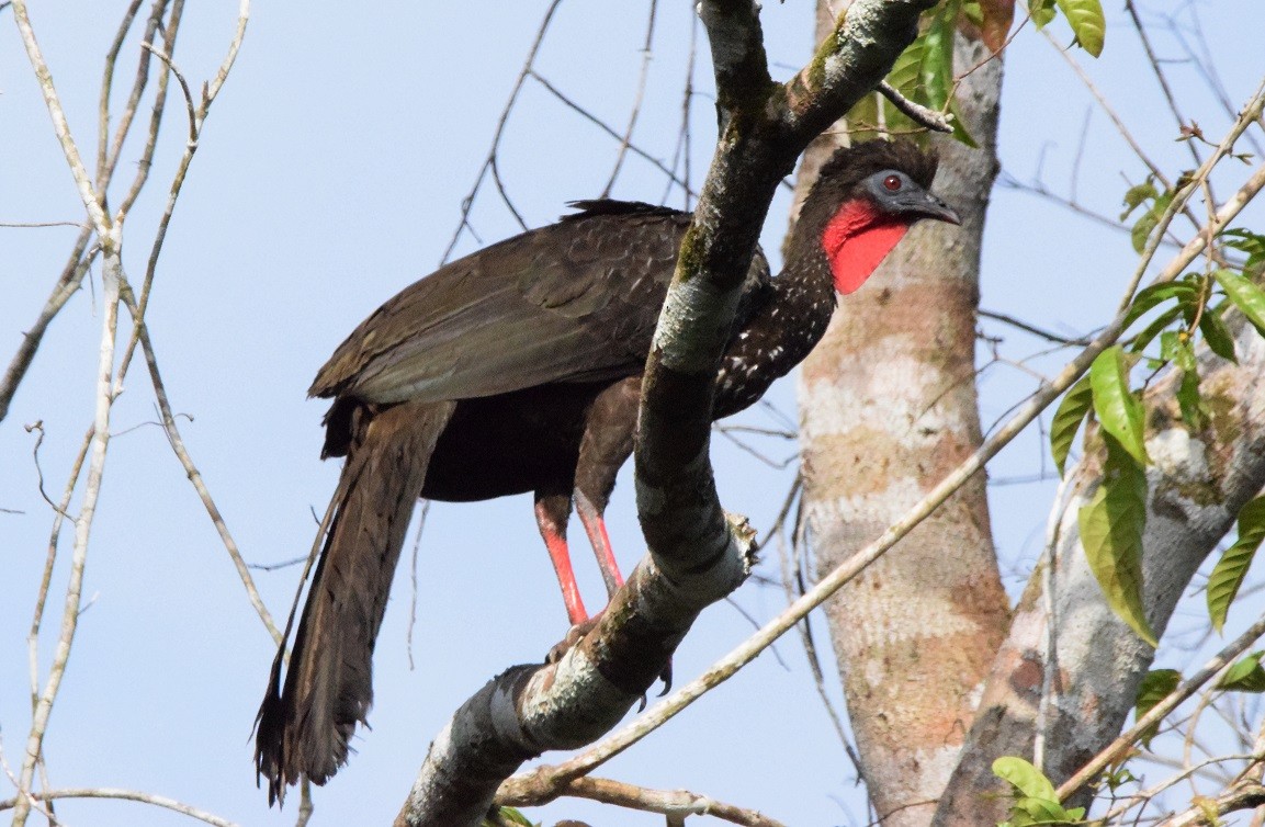 Crested Guan - ML619453323
