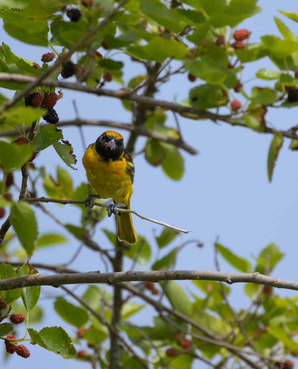 Orchard Oriole - ML619453331