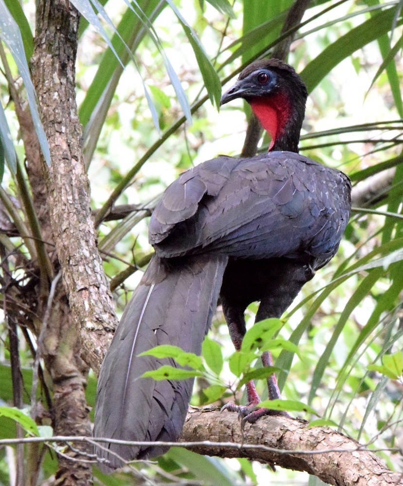 Crested Guan - ML619453336