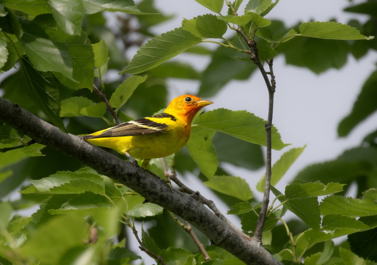 Western Tanager - ML619453350
