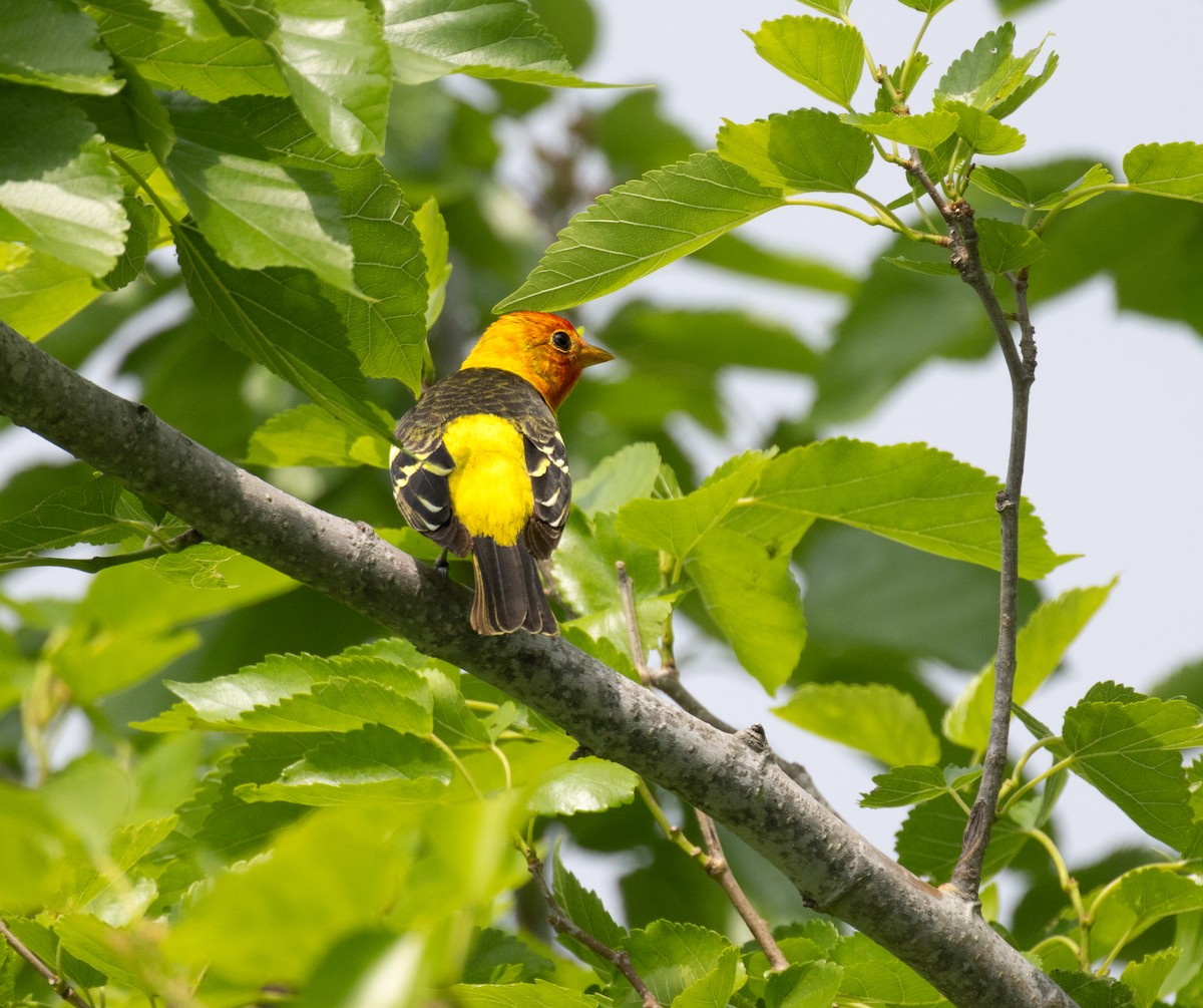 Western Tanager - ML619453353