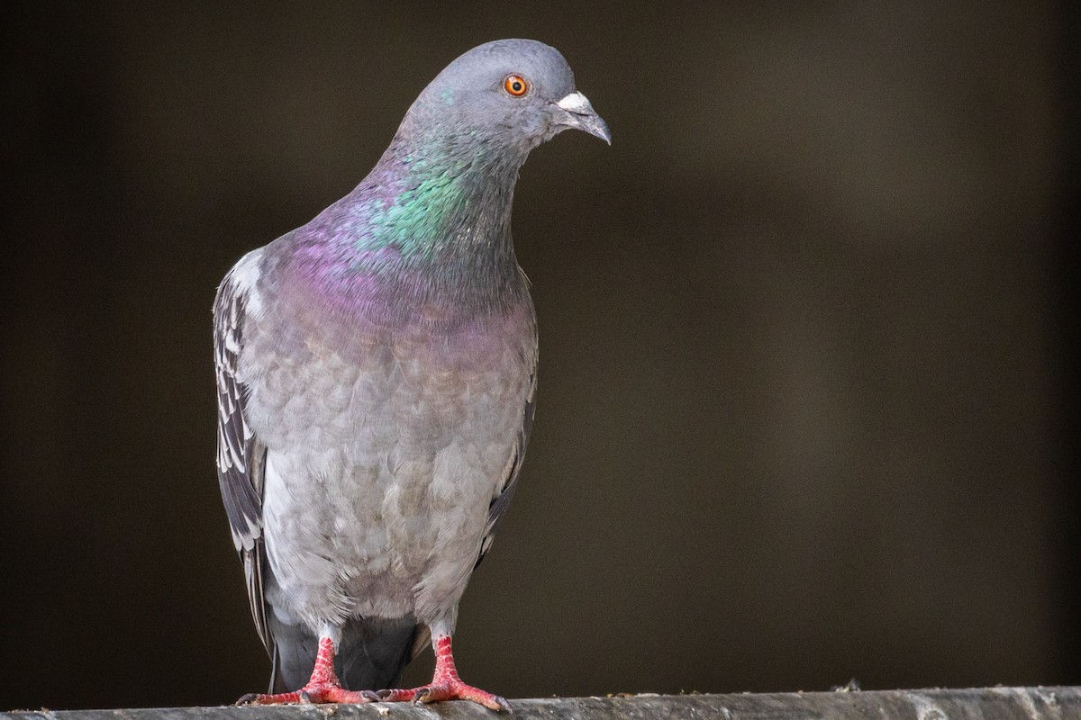 Rock Pigeon (Feral Pigeon) - ML619453365