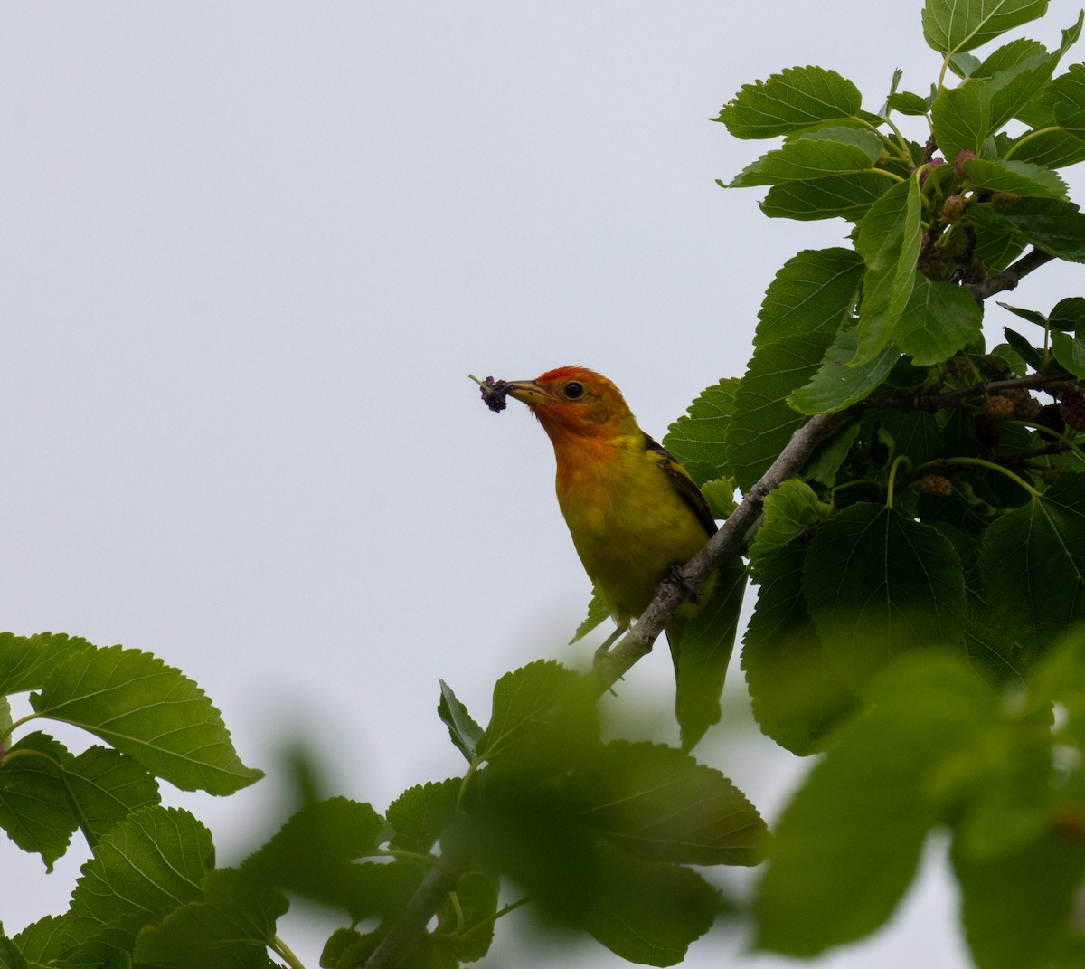 Western Tanager - ML619453374