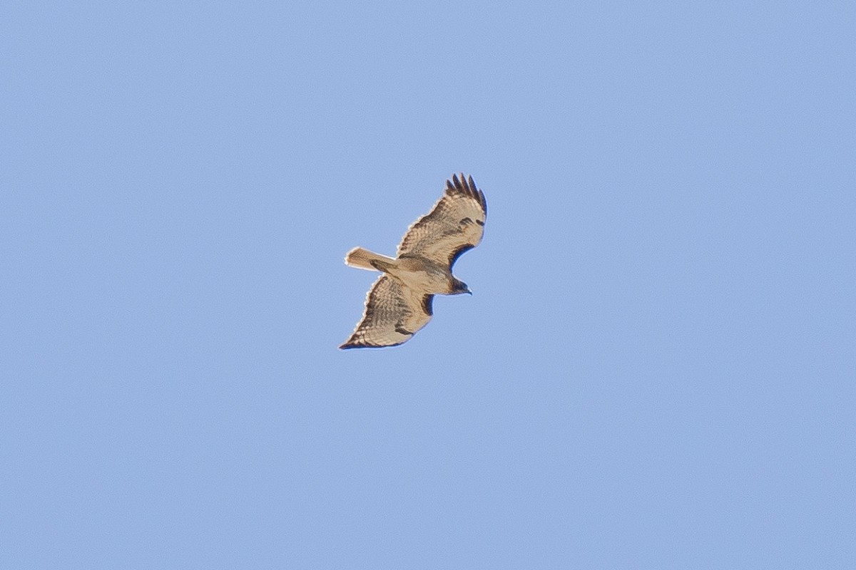 Red-tailed Hawk - ML619453380