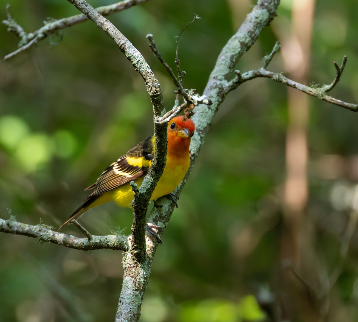 Western Tanager - ML619453393