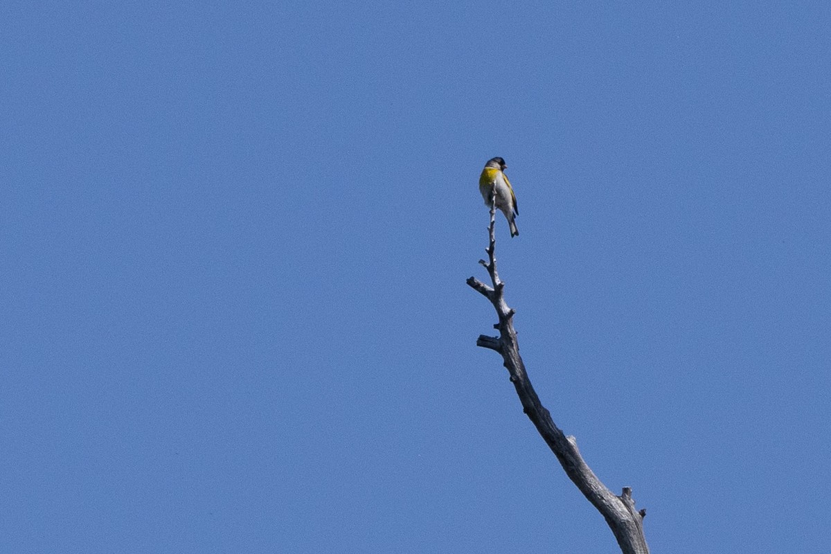 Lawrence's Goldfinch - ML619453443