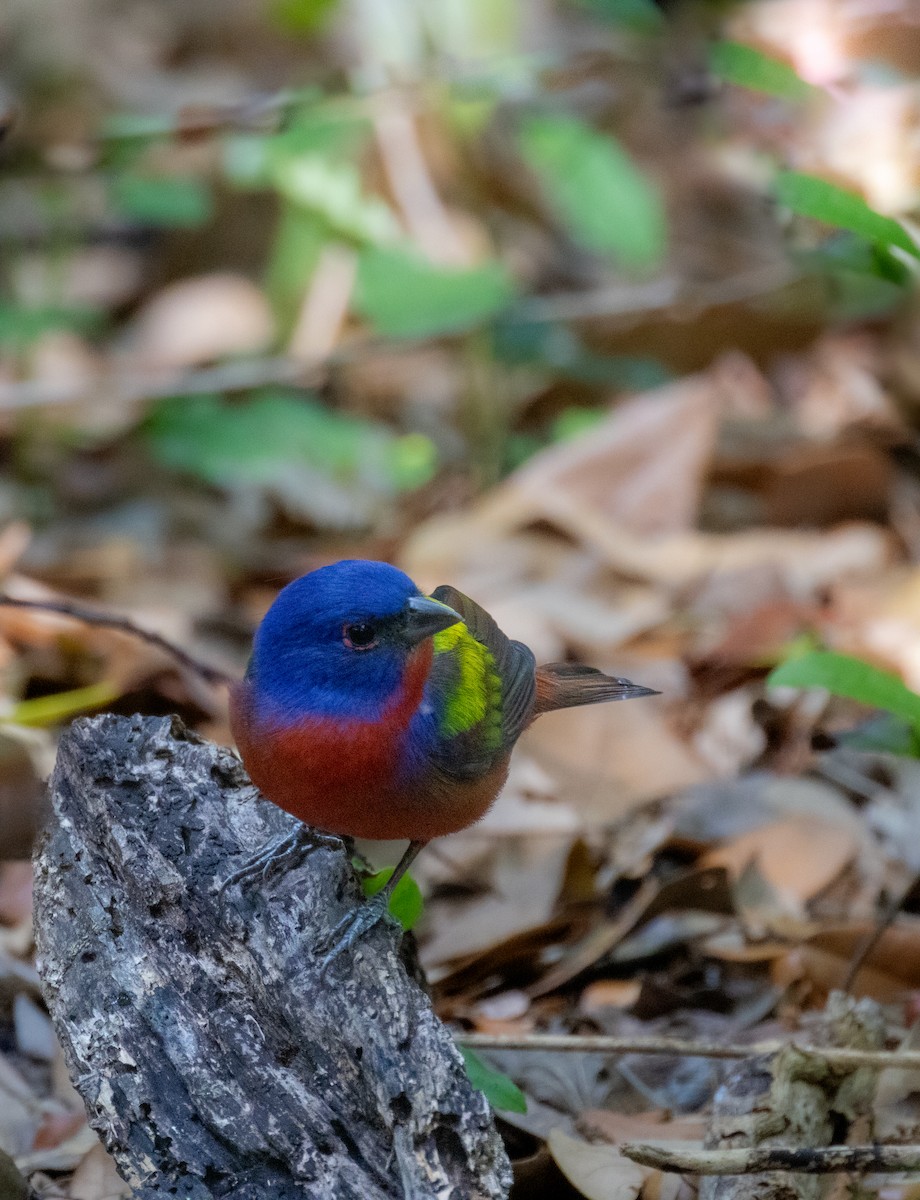 Painted Bunting - ML619453481