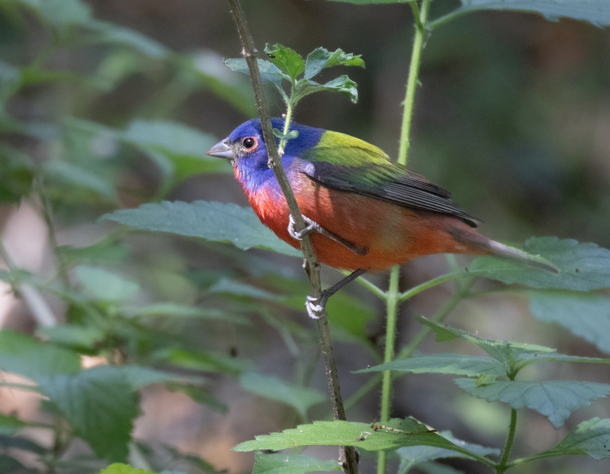 Painted Bunting - ML619453484