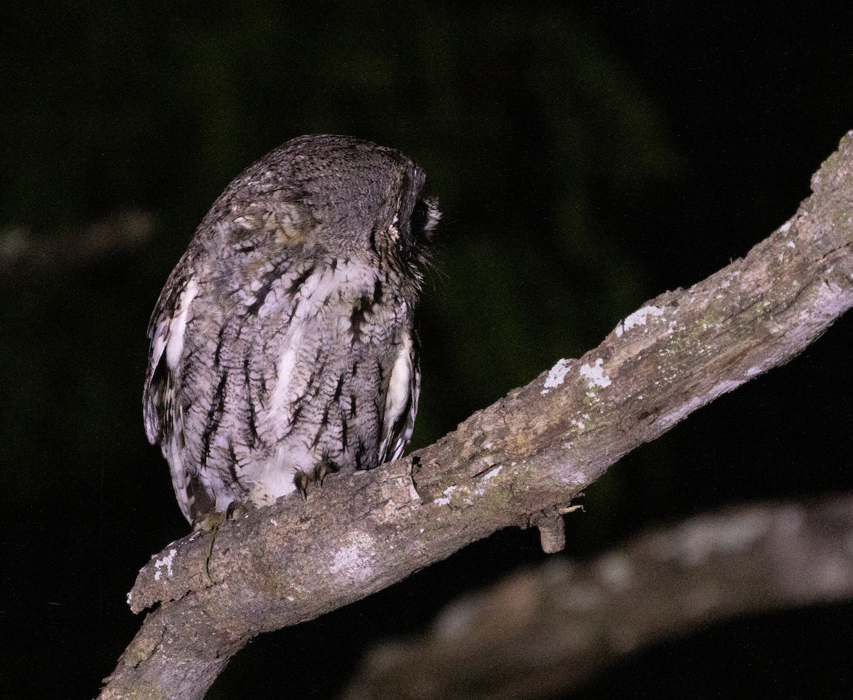 Eastern Screech-Owl (McCall's) - ML619453491