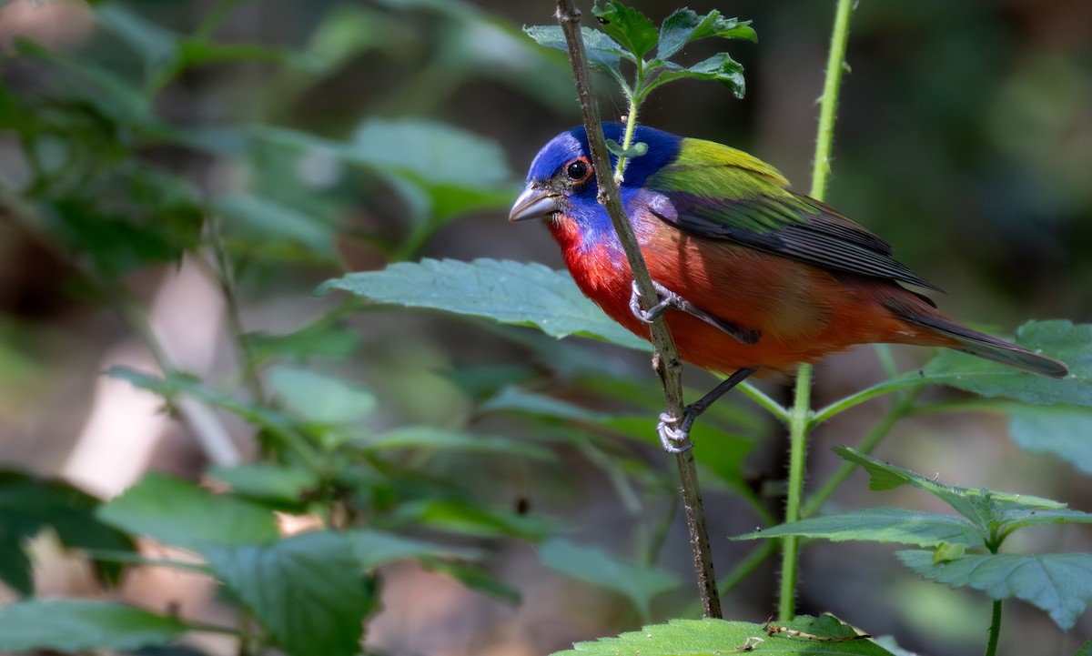 Painted Bunting - ML619453492