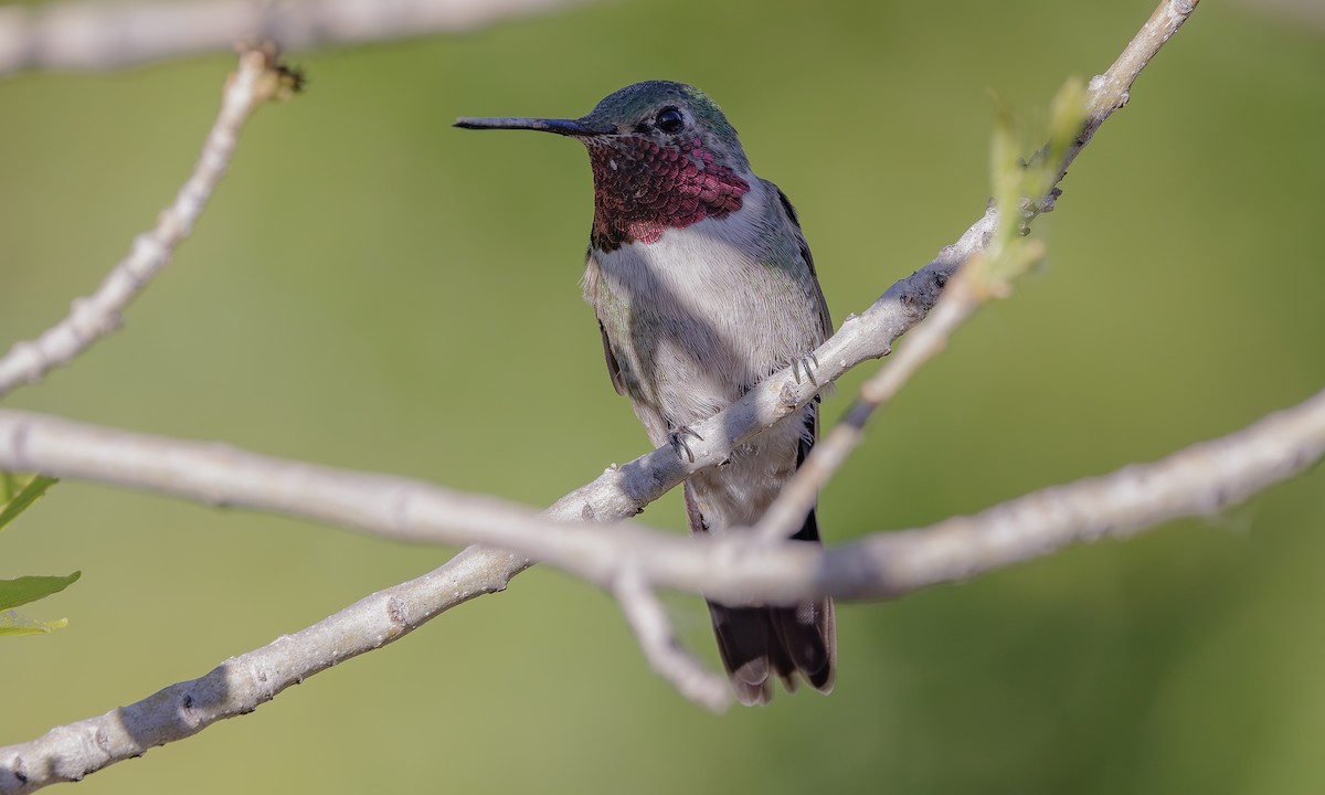 Anna's Hummingbird - ML619453542