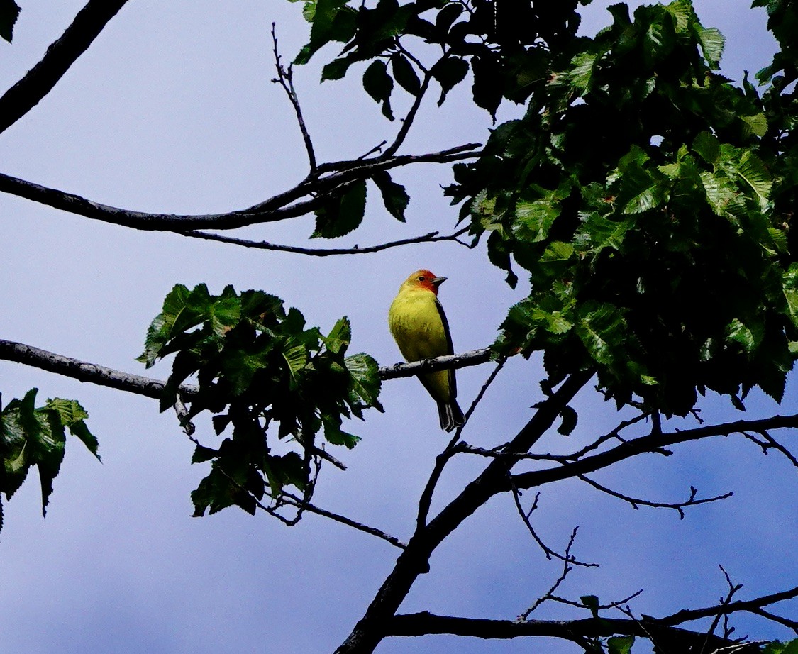 Western Tanager - ML619453563