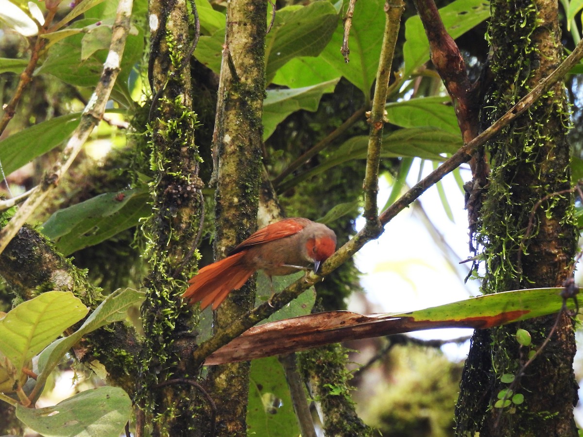 Red-faced Spinetail - ML619453571