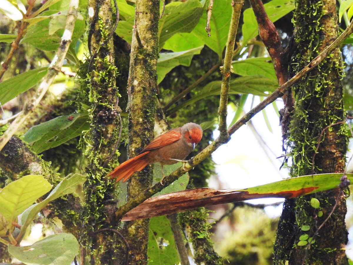 Red-faced Spinetail - ML619453573