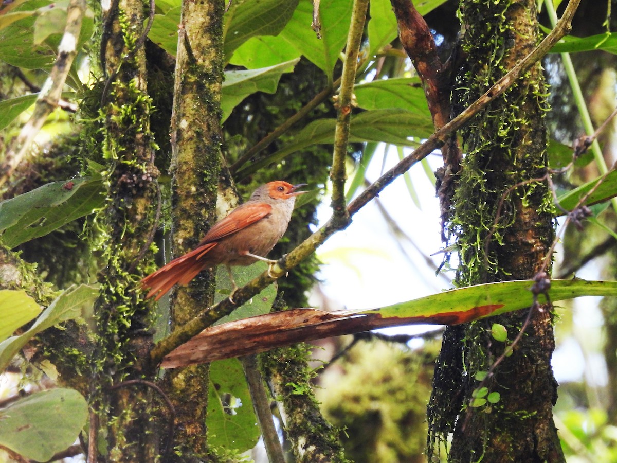 Red-faced Spinetail - ML619453576