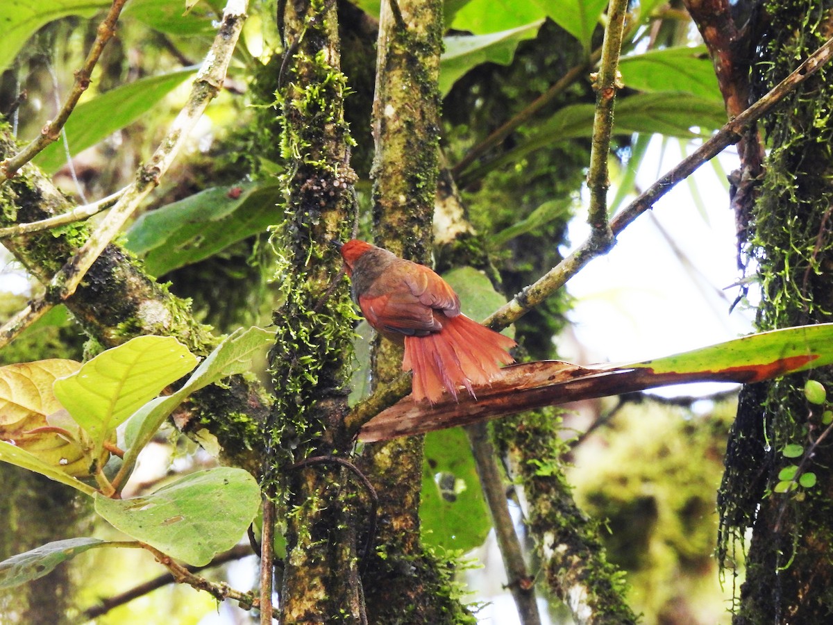 Red-faced Spinetail - ML619453577