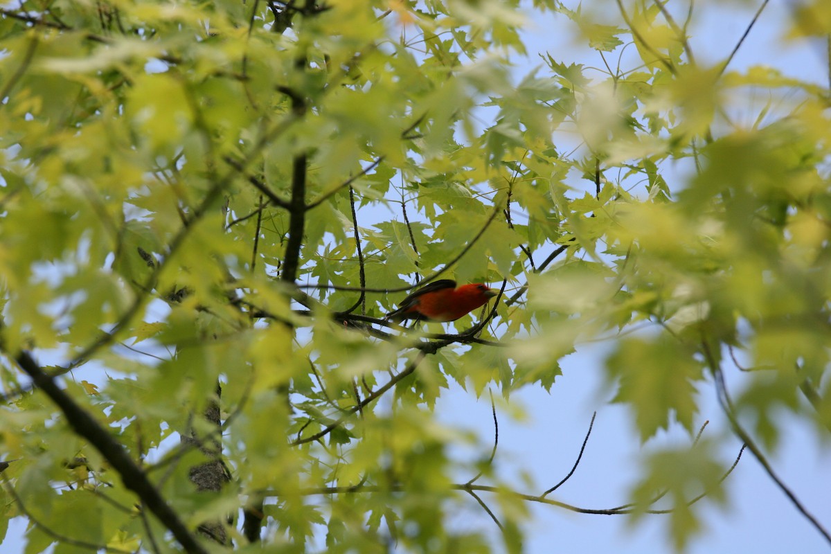 Scarlet Tanager - ML619453578