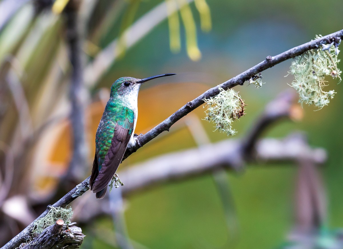 kolibřík zelenobílý - ML619453586