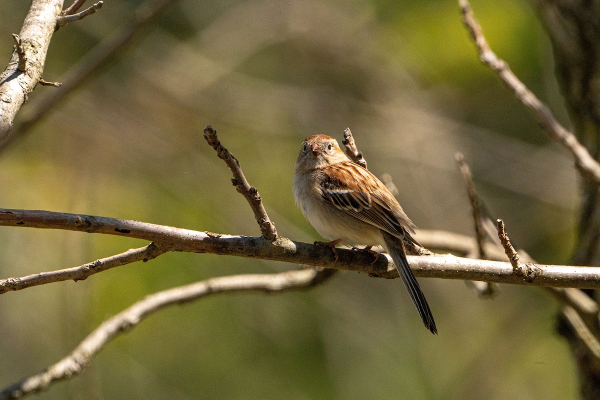 Field Sparrow - ML619453624