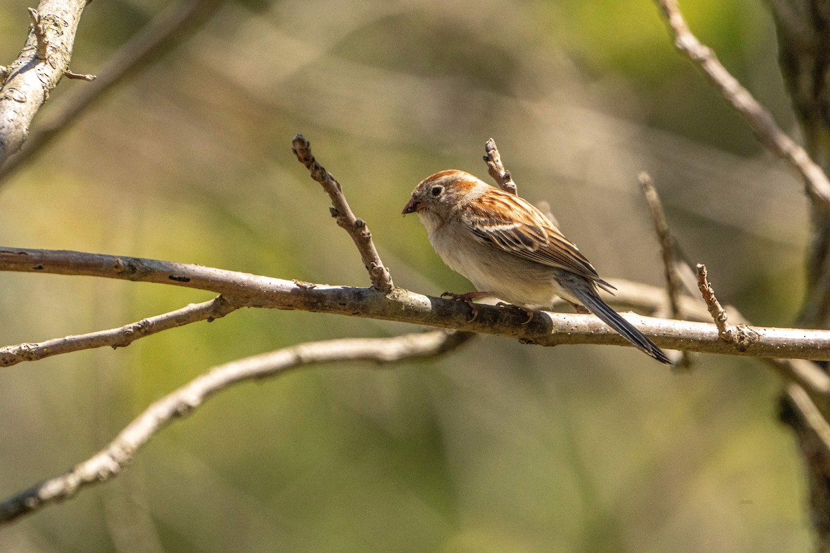 Field Sparrow - ML619453625